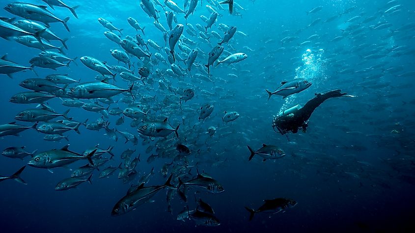 Pacific Ocean marine life
