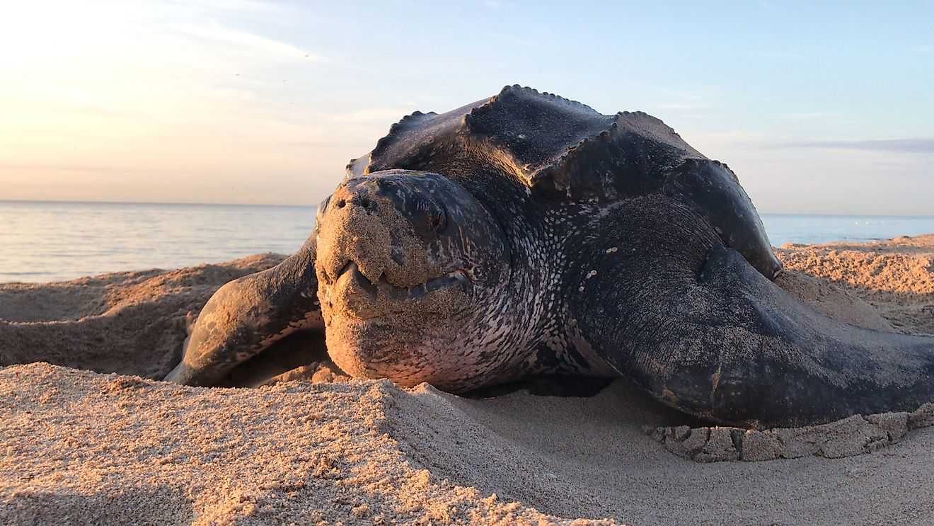 Leatherback sea turtle
