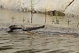 Eastern Massasauga Rattlesnake resting on a rock slab in water.