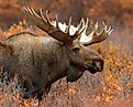 A majestic bull moose in the wild.