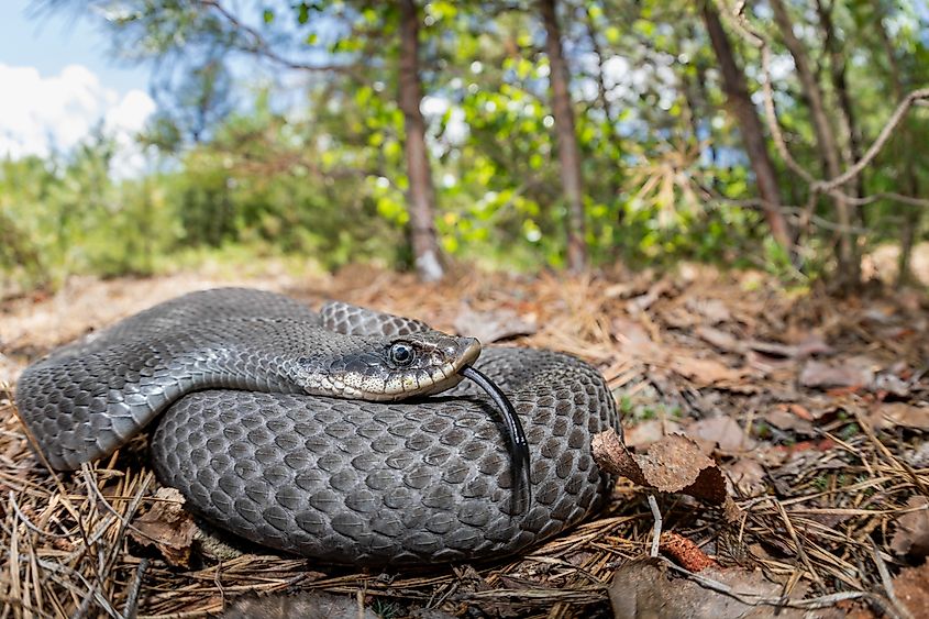 Eastern hognose snake
