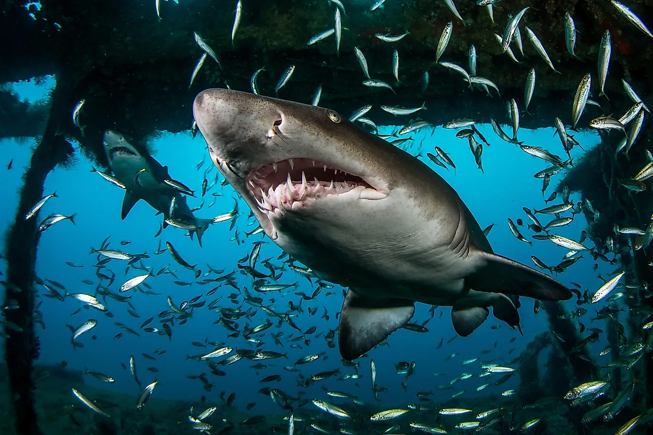 Two massive ragged tooth sharks swimming amidst a school of smaller fish.