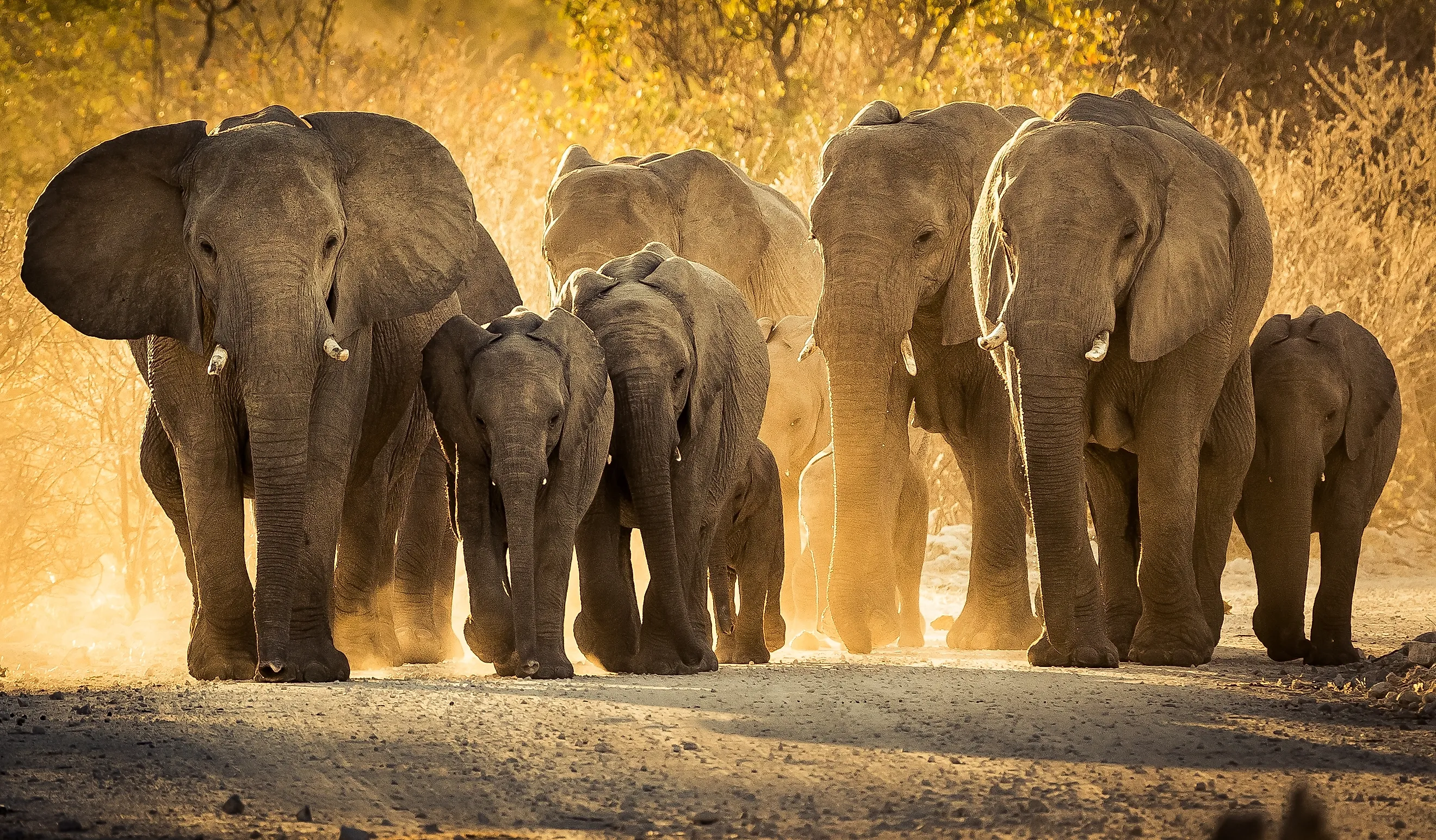 A herd of African elephants walking